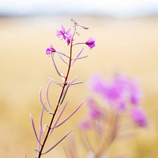 Blomst - 1 farve