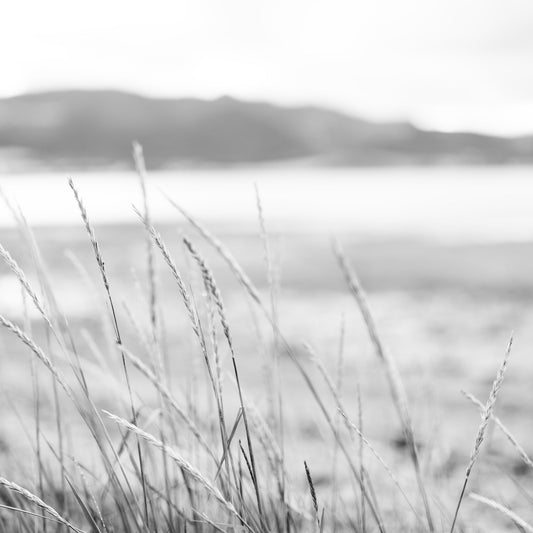 Strandgræs - sort/hvid
