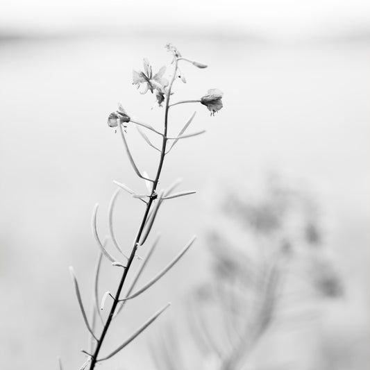 Blomst - 1 sort/hvid