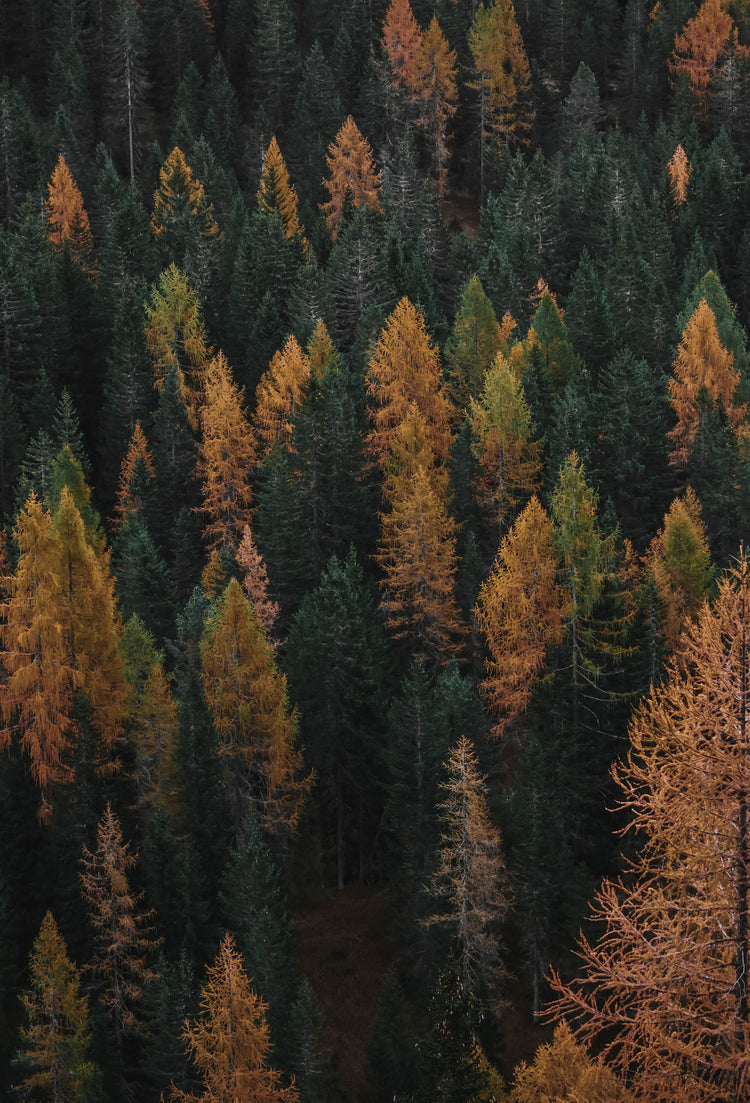 Landskap 4